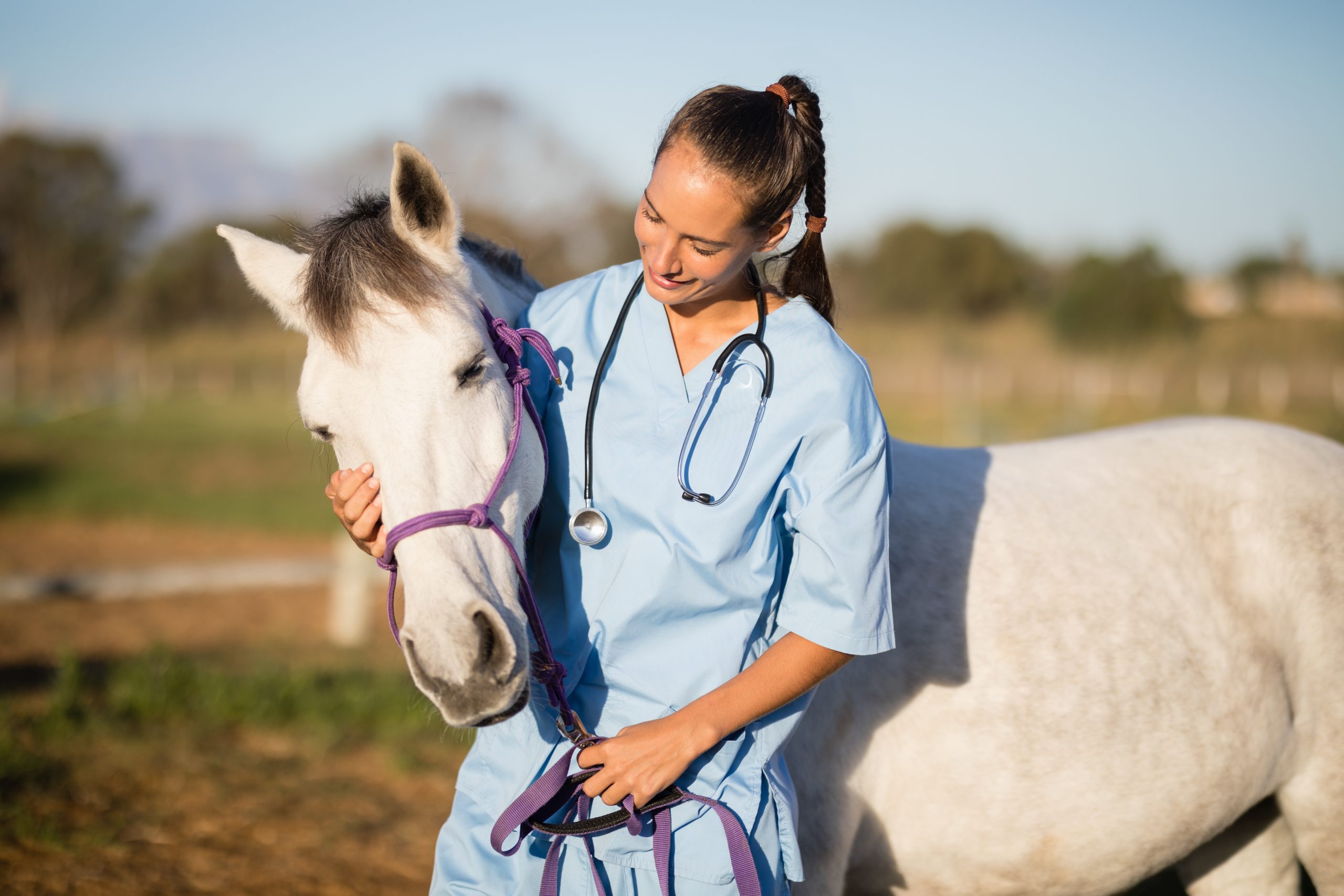 A vet in blue scrubs with a braid and stethoscope standing with a white horse wearing a purple halter in a field.